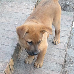 Thumbnail photo of Marco (fostered in SC) #2