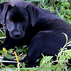 Thumbnail photo of CASSIE(ADORABLE LAB PUPPY!! #3