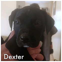 Thumbnail photo of Dexter #3