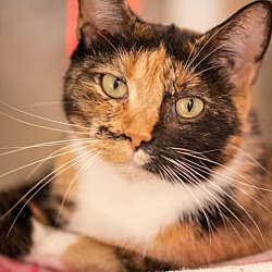 Photo of Boxer