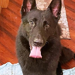 Photo of Max the GSD