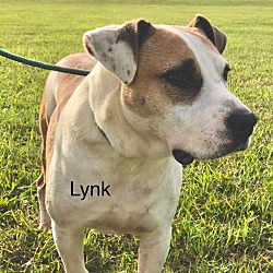 Thumbnail photo of Lynk #3