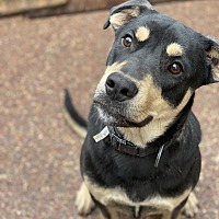 adopt a pet