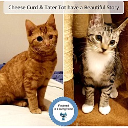 Thumbnail photo of Cheese Curd & Tater Tot #1