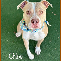 Thumbnail photo of CHLOE (Rescue Only) #4