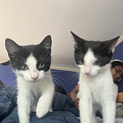 Thumbnail photo of Doja Cat & Obi #1