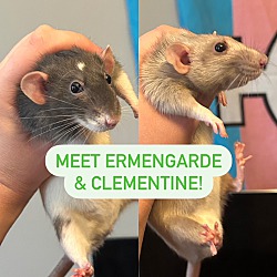 Photo of Ermengarde & Clementine BONDED
