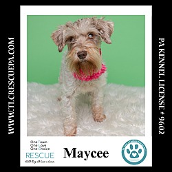 Thumbnail photo of Maycee (Cee Cee Girls) 090724 #2