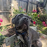 adopt a pet