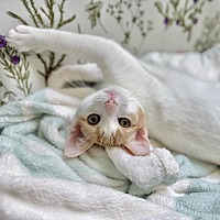 adopt a pet