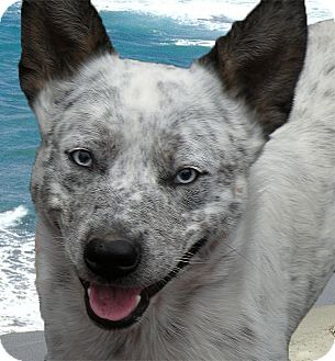 Sacramento, CA - Australian Cattle Dog. Meet Marley blue eyes a Pet for Adoption -