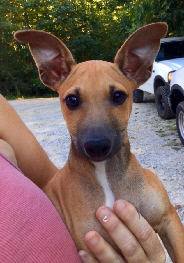 Charlotte Nc Italian Greyhound Meet Ernie A Pet For Adoption