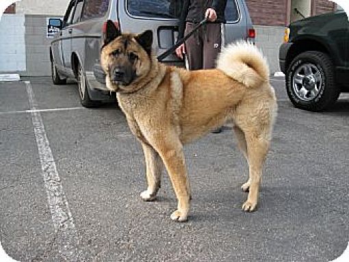 Chow mixed with store akita