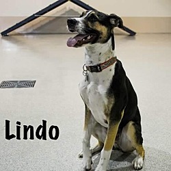 Thumbnail photo of Lindo #3
