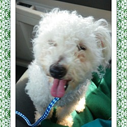 Thumbnail photo of Adopted!!Sophie - IL #2