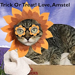 Thumbnail photo of Amstel-AT EDISON SHELTER #2