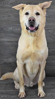 Akita and best sale lab mix