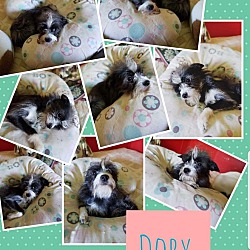 Thumbnail photo of Dory #4