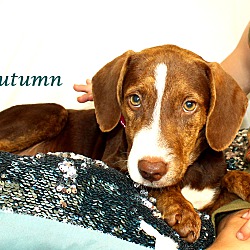 Thumbnail photo of Autumn~adopted! #3