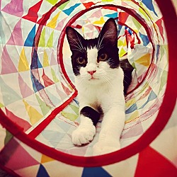 Photo of BAXTER
