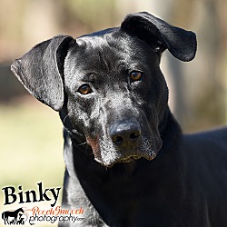 Thumbnail photo of Binky #2