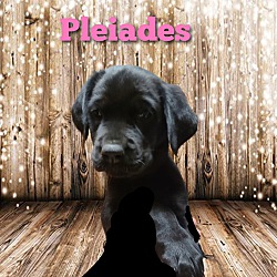 Photo of Pleiades