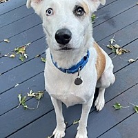 adopt a pet