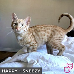 Thumbnail photo of Happy (bonded with Sneezy) #2