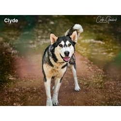Photo of CLYDE