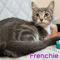 Thumbnail photo of Frenchie #1