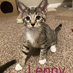 Thumbnail photo of Lenny #1