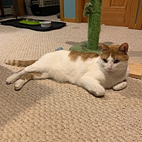 adopt a pet
