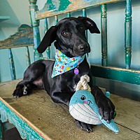 adopt a pet