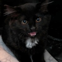 adopt-pet