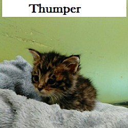 Thumbnail photo of Thumper #3