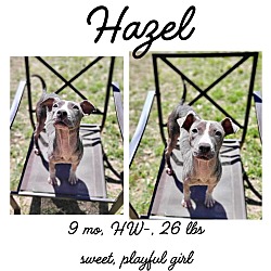 Thumbnail photo of Hazel #1