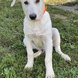 Thumbnail photo of Braxton (12wk PUPPY) #1