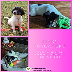 Thumbnail photo of Pinky Tuscadero #1