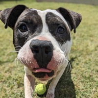 adopt a pet