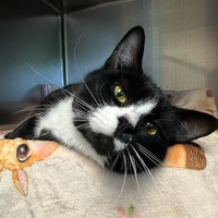 adopt a pet