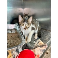 adopt-pet