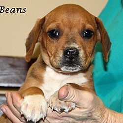 Thumbnail photo of Beans~adopted! #2