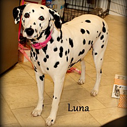 Thumbnail photo of Luna~adopted! #1