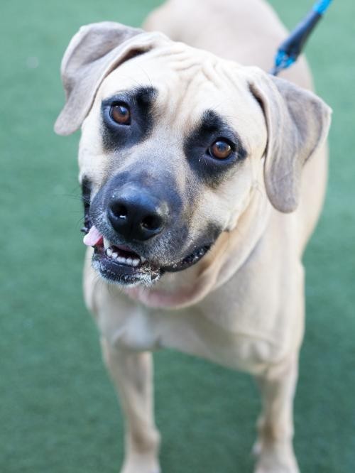 Adopt FRED a Labrador Retriever / Mixed dog in Salem, MA ...