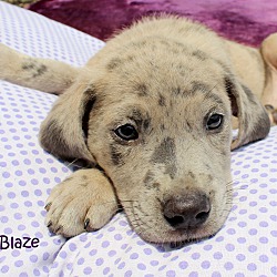 Thumbnail photo of Blaze~adopted! #4