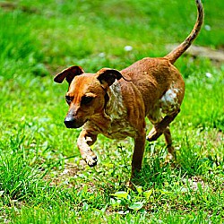Photo of Gimlet