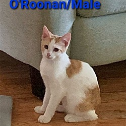 Photo of O'Roonan