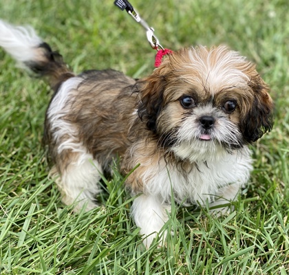 Malvern, PA - Shih Tzu. Meet Poppy a Pet for Adoption - AdoptaPet.com