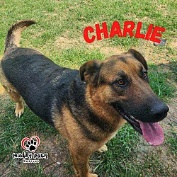 Thumbnail photo of Charlie (Courtesy Post) #2