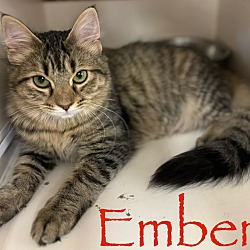 Thumbnail photo of Ember #2